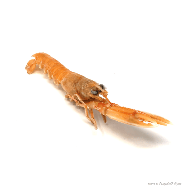 scampi cg.