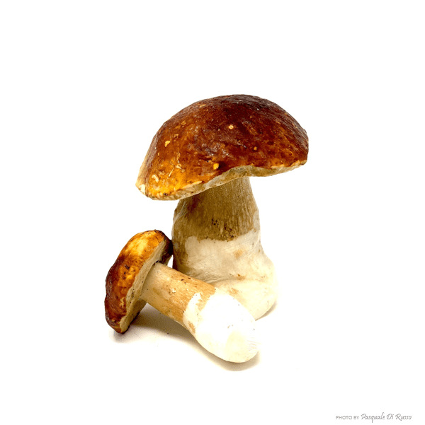 Funghi porcini interi